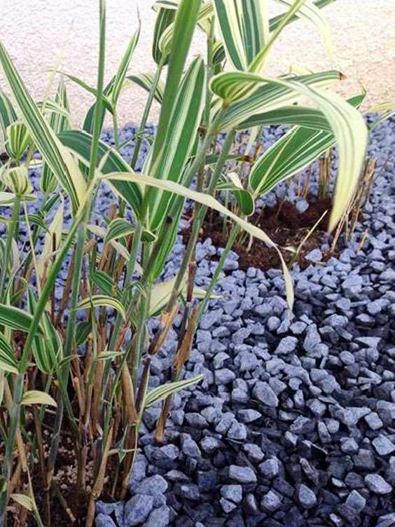 Bambus-K�ln: Sasaella masamuneana Albostriata - Ort: K�ln