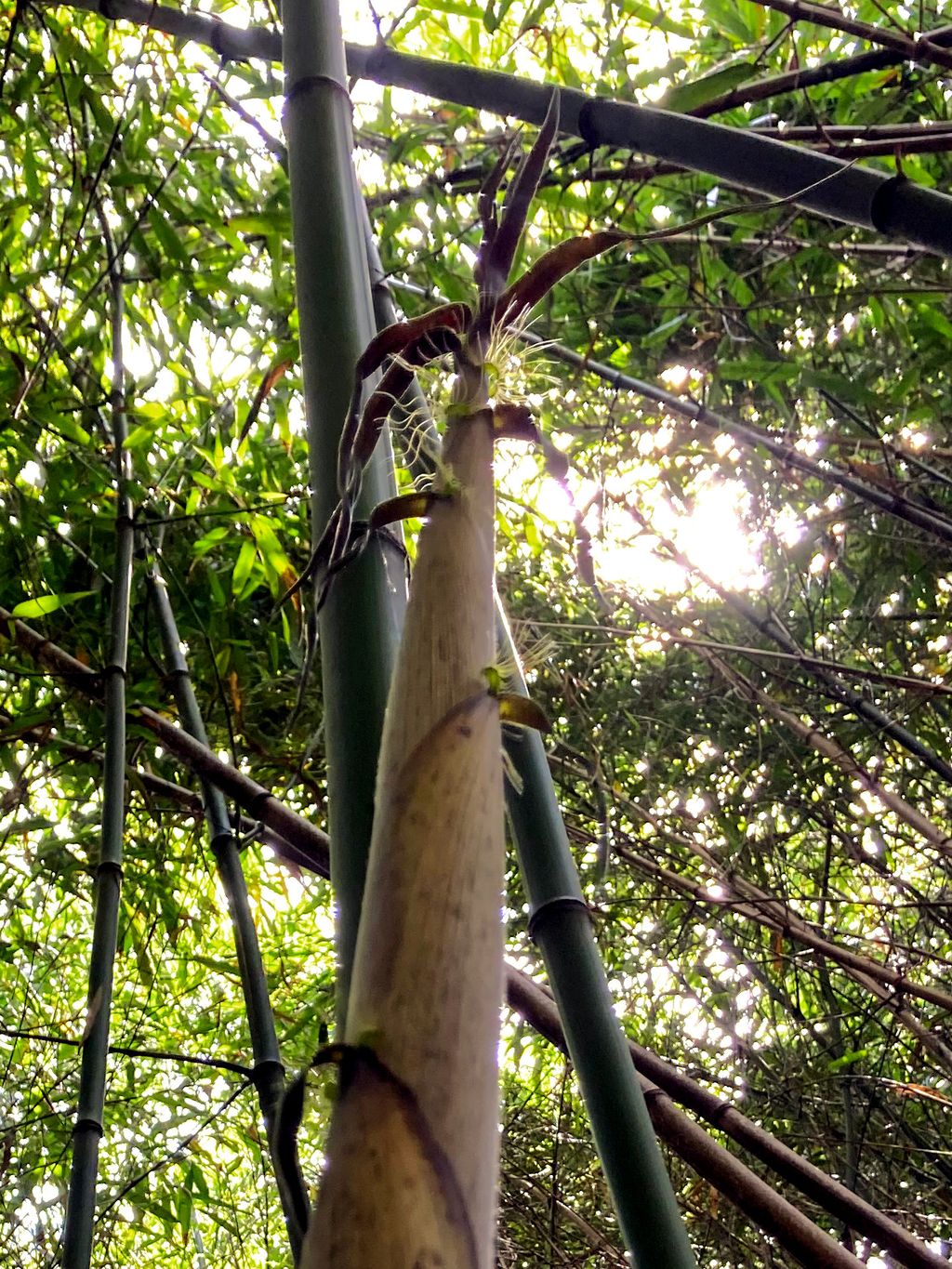 Bambus-K�ln: Halmaustrieb von Phyllostachys bambusoides - Ort: K�ln