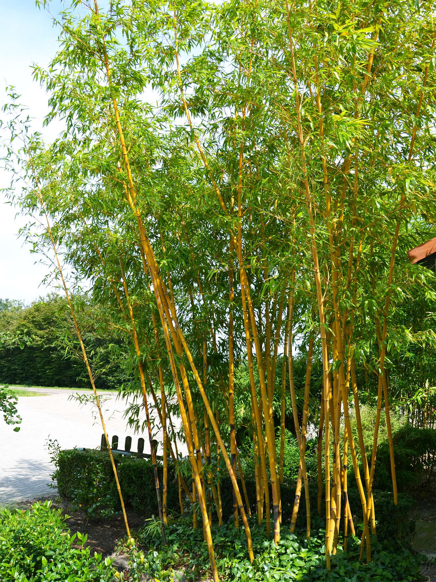 Bambus-K�ln: Aufnahme von Phyllostachys vivax aureocaulis - Ort: K�ln