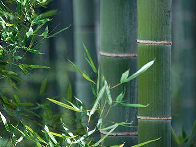 Bambus-Kln Phyllostachys