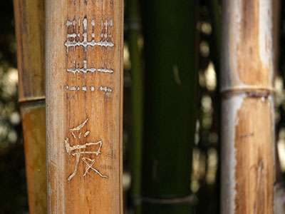 Bambus-Köln Semiarundinaria