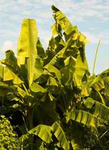 Exotische Gew�chse