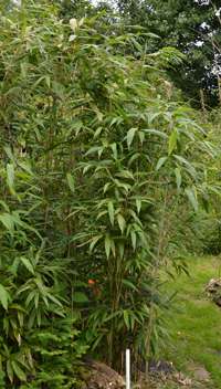 Pseudosasa japonica