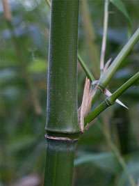 Phyllostachys viridiglaucescens