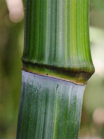 Phyllostachys aureosulcata harbin