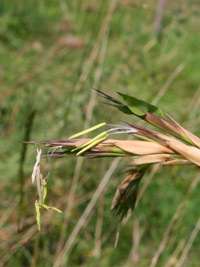 Phyllostachys kwangsiensis