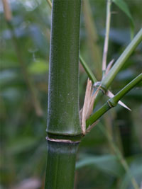 Bambus-Köln: Halmdetail von Phyllostachys viridiglaucescens mit der typischen Bemehlung - Ort: Köln Bambus-Köln: Halmdetail von Phyllostachys viridiglaucescens mit der typischen Bemehlung - Ort: Köln