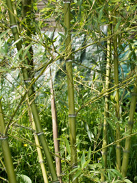 Bambus-Köln: Halmdetailansicht von Phyllostachys parvifolia mit dem charakteristische Halmreif unterhalb der Nodie - Ort: Köln Bambus-Köln: Halmdetailansicht von Phyllostachys parvifolia mit dem charakteristische Halmreif unterhalb der Nodie - Ort: Köln