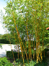 Bambus-Köln: Aufnahme von Phyllostachys vivax aureocaulis - Ort: Köln Bambus-Köln: Aufnahme von Phyllostachys vivax aureocaulis - Ort: Köln